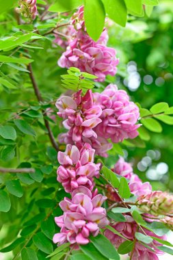 Robinia kıllı veya pembe akasya, baklagiller familyasından Robinia familyasından bir çalı türü..