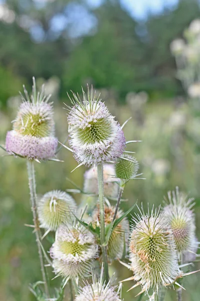 Forest Hairweed Fuller Sunflower Species Biennial Herbaceous Plants Genus Hairweed — Stock Photo, Image