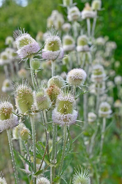 Forest Hairweed Fuller Sunflower Species Biennial Herbaceous Plants Genus Hairweed — Foto de Stock