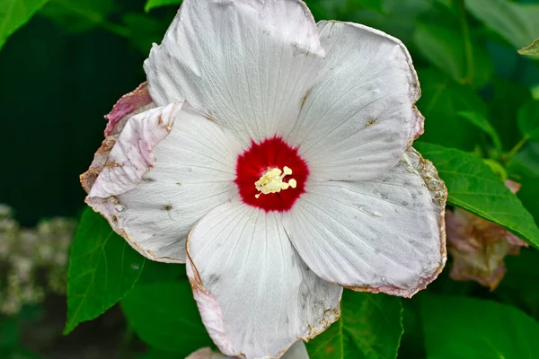 Hibiscus Herbaceous Frost Resistant Light Loving Plant Reaching Two Half — Photo