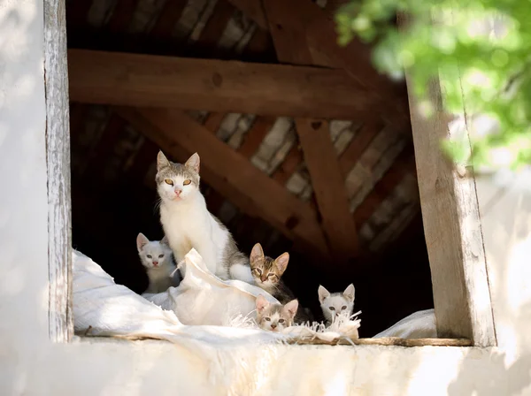 Familie katten — Stockfoto