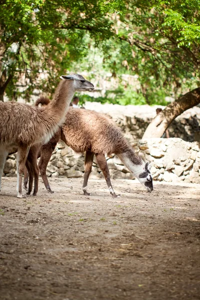 Two lamas — Stock Photo, Image