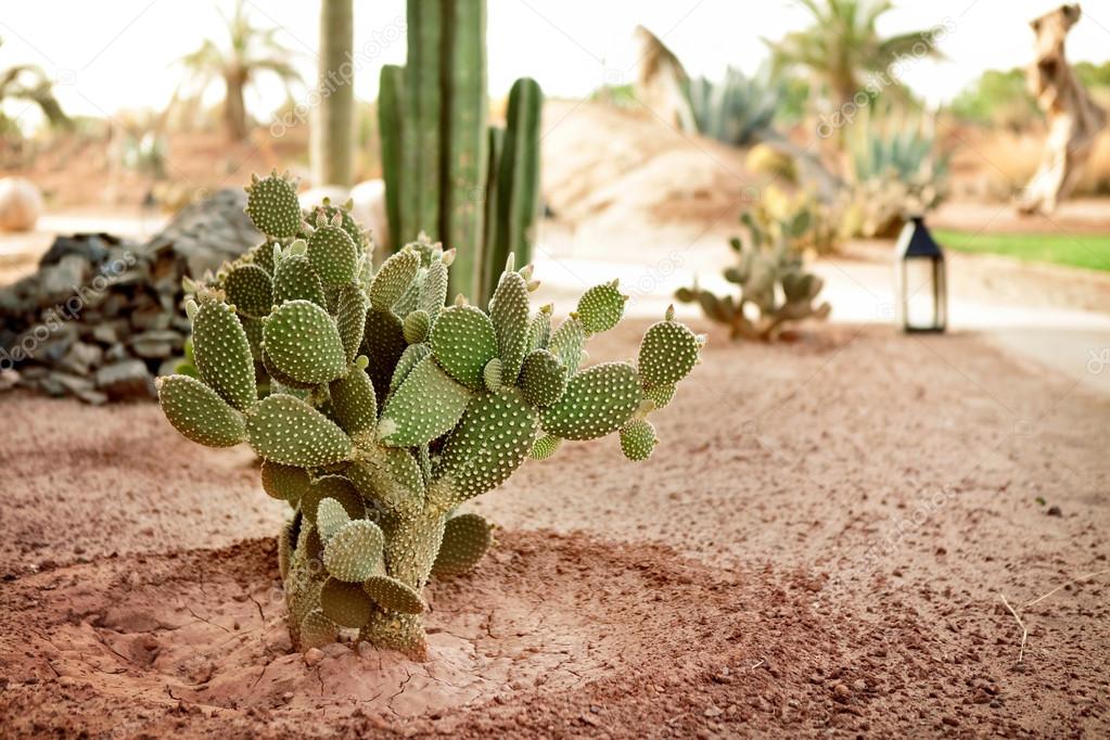 Desert cactus Stock Photo by ©luckybusiness 24889963