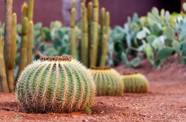 Jardín de cactus —  Fotos de Stock