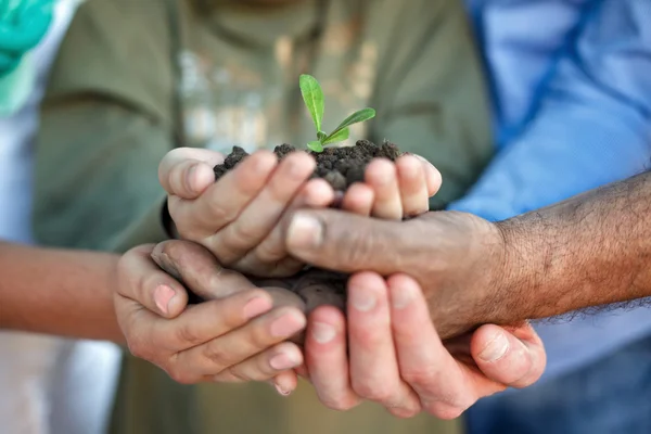 Planta joven en las manos — Foto de Stock