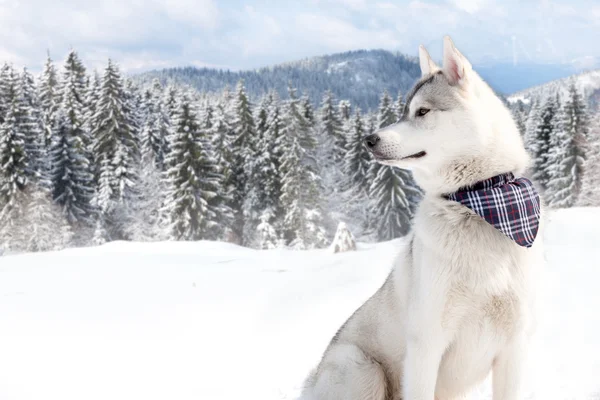 Snow dog — Stock Photo, Image