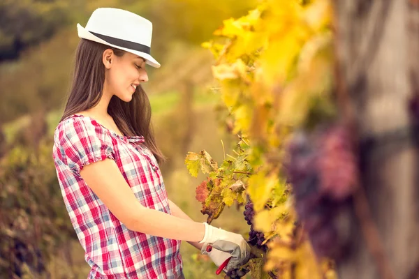 Fille dans le vignoble — Photo