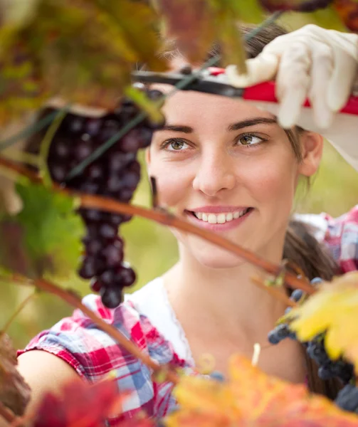 Young woman cutting a bunch of grapes — Stock Photo, Image