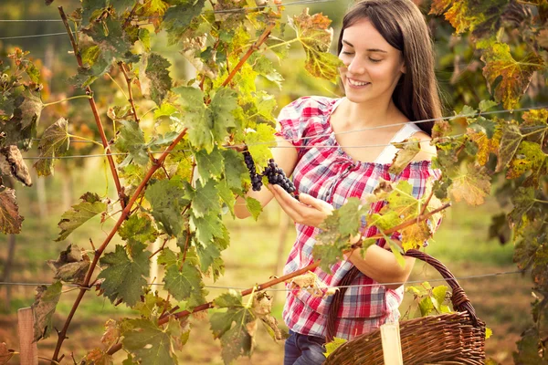 Jeune femme souriante dans le vignoble — Photo