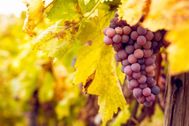 kırmızı şarap üzüm demet