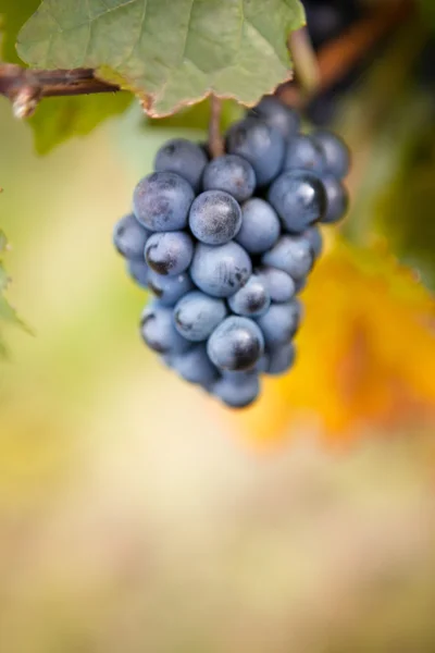 Bouquet de raisins — Photo