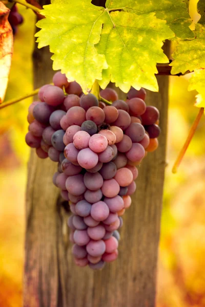 Wine grapes — Stock Photo, Image