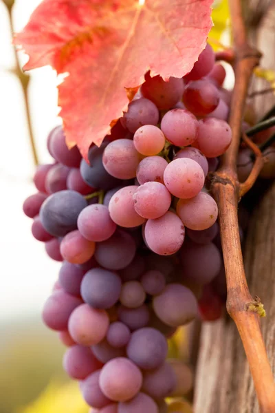 Uvas de vinho tinto — Fotografia de Stock