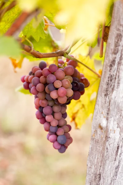 Uvas penduradas em uma videira — Fotografia de Stock