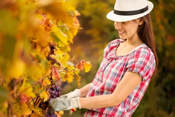 Smiling woman harvesting grapes — Stock Photo, Image