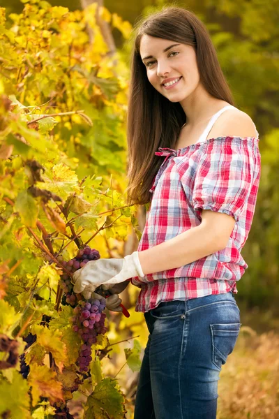 Жінка winegrower — стокове фото