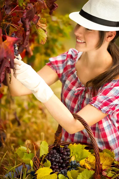 Harvest time in the vineyard — Stock Photo, Image