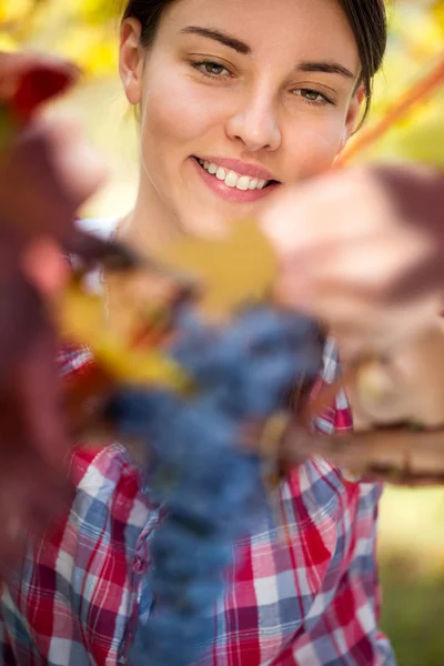 Mulher colhendo uvas — Fotografia de Stock