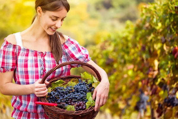 Mujer joven con cesta llena de uvas —  Fotos de Stock