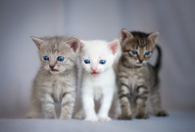 küçük yavru kedi grubu