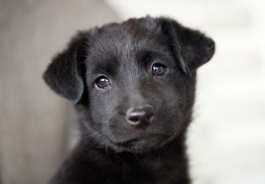 Yavru Köpek.