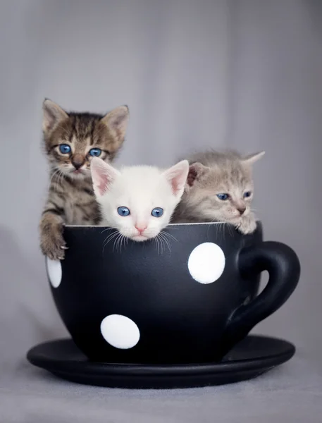 Три котенка сидят в большой чашке — стоковое фото