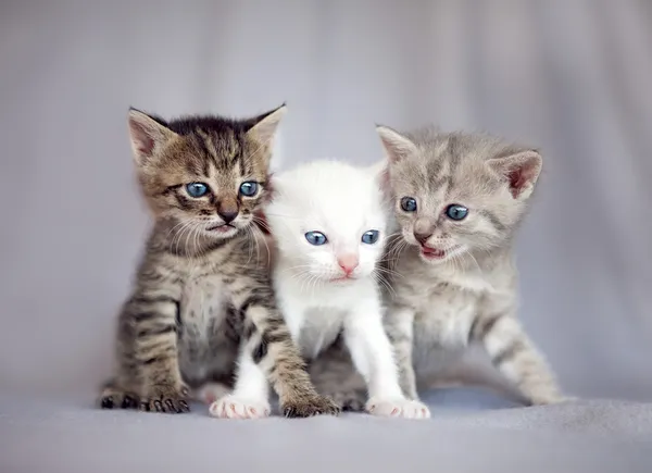 Fiatal macskák csoportja — Stock Fotó
