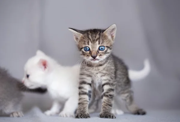 Gatinho cinzento — Fotografia de Stock