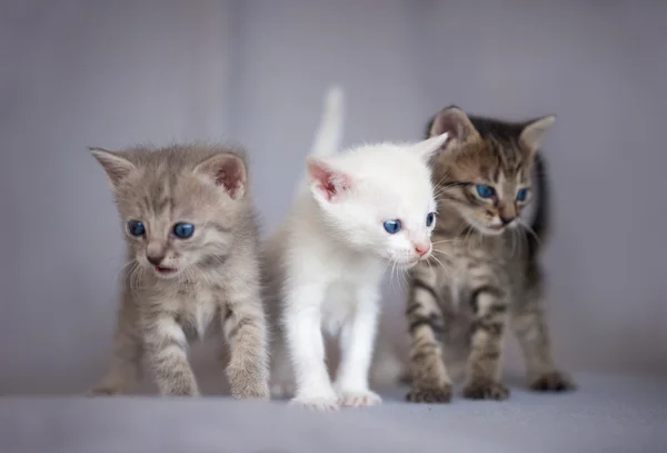 Retrato de tres gatitos —  Fotos de Stock