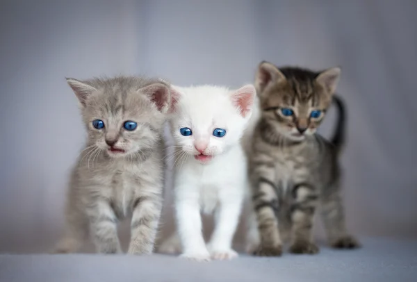 Kis cica csoportja — Stock Fotó