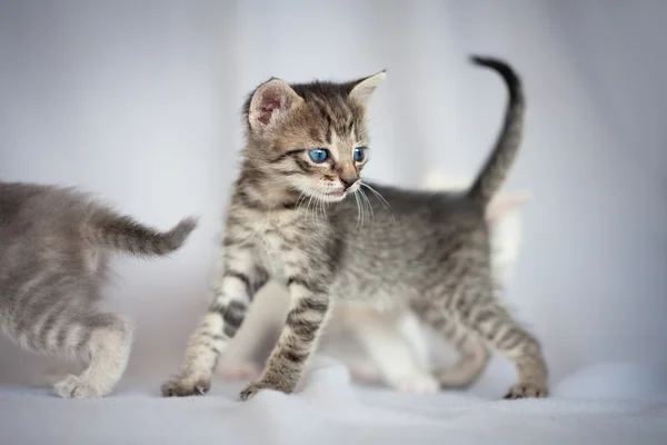 Pequeno gatinho — Fotografia de Stock