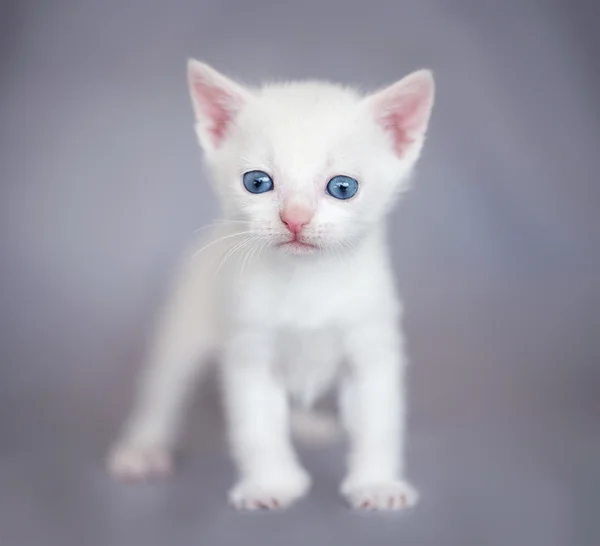 Gatinho branco — Fotografia de Stock