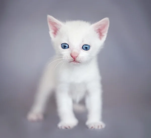 Chaton blanc — Photo