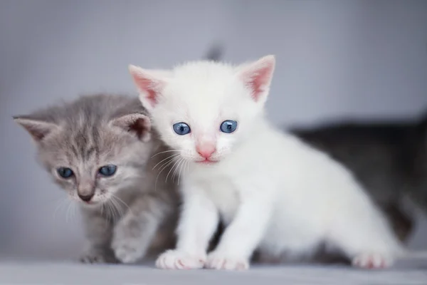 Дві чарівні Кошенята — стокове фото
