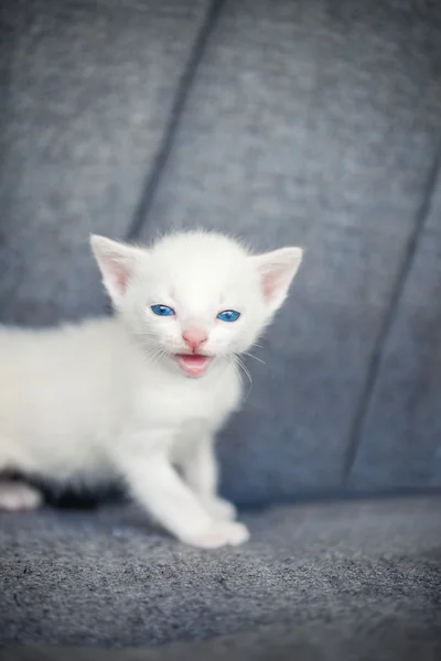 Маленький белый котенок — стоковое фото