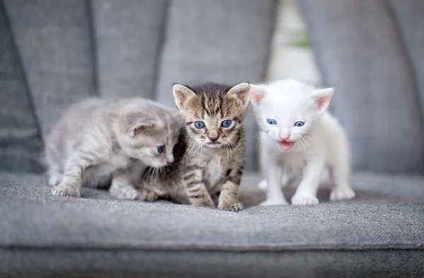 Três gatinhos — Fotografia de Stock