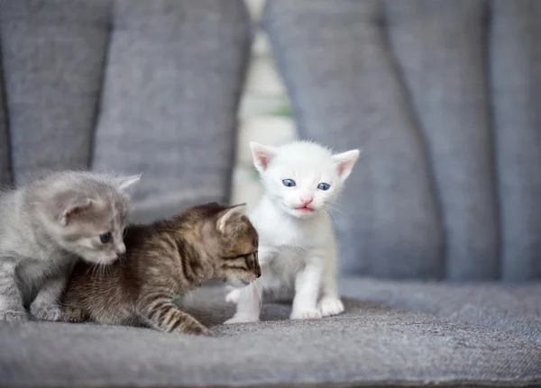 Gruppo di giovani gatti — Foto Stock