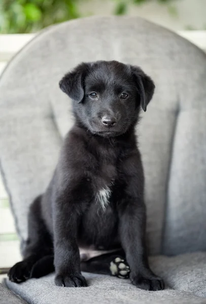 Adorable puppy — Stockfoto