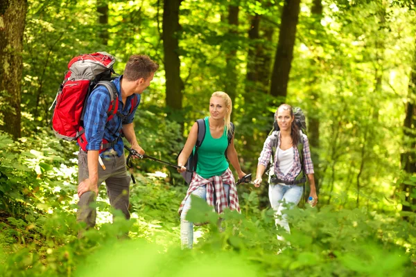 Ormanın içinden hiking — Stok fotoğraf