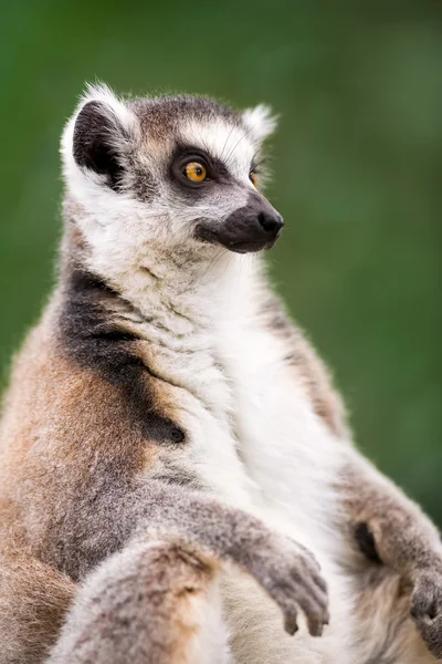 Lemur — Stockfoto