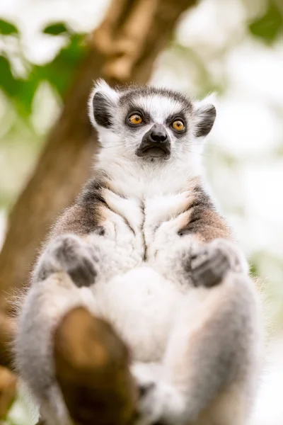 Cute lemur — Stock Photo, Image