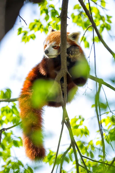 Röd panda — Stockfoto