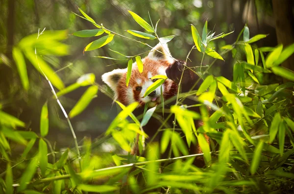 Küçük panda — Stok fotoğraf