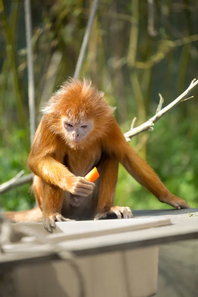 랑구르 원숭이 — 스톡 사진