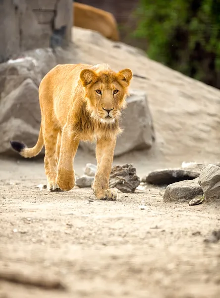 Genç aslan — Stok fotoğraf