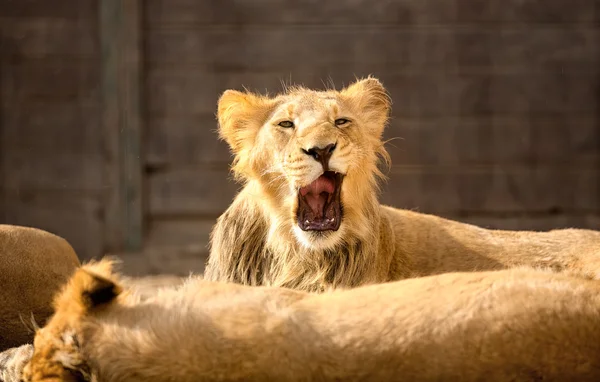 Lion gäspningar — Stockfoto