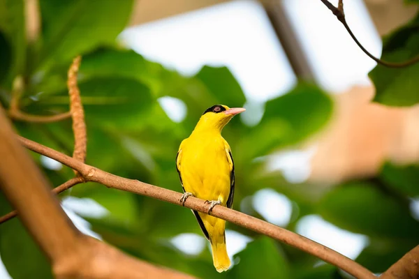 Gelber Kanarienvogel auf Zweig — Stockfoto