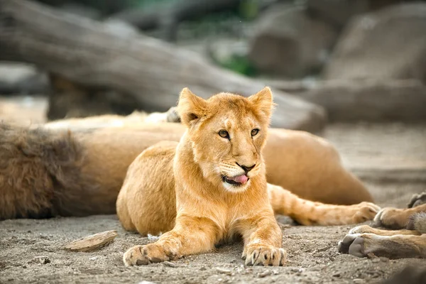 Junge Löwin entspannt — Stockfoto