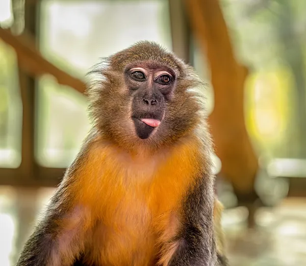 Lustiger Kapuzineraffe — Stockfoto