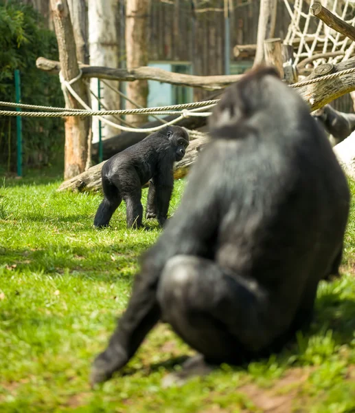 Gorilla familie — Stockfoto